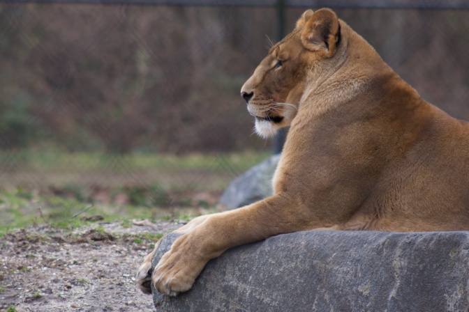 Lioness sitting on a rock. The lioness' eye are closed.