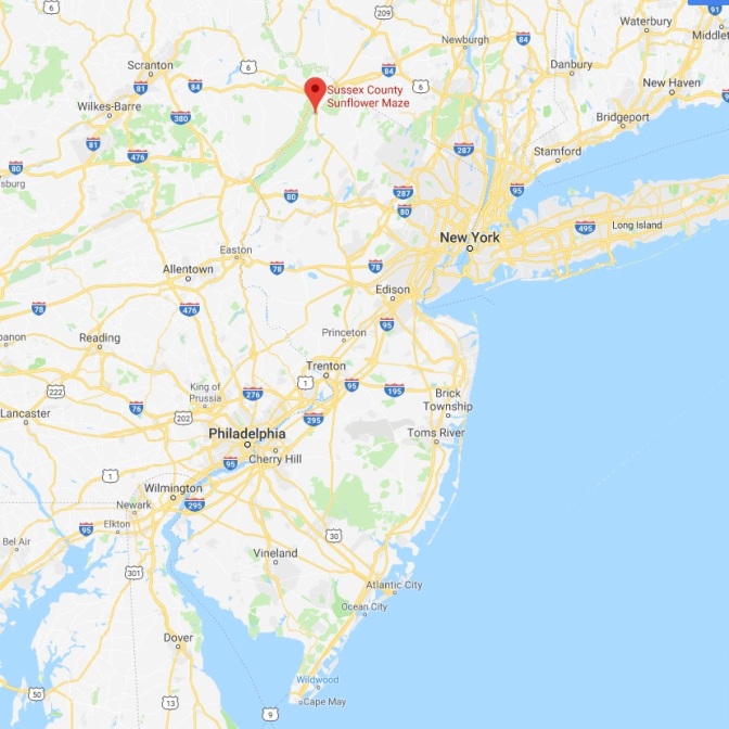Map of New Jersey with red pin in location of Sussex County Sunflower Maze