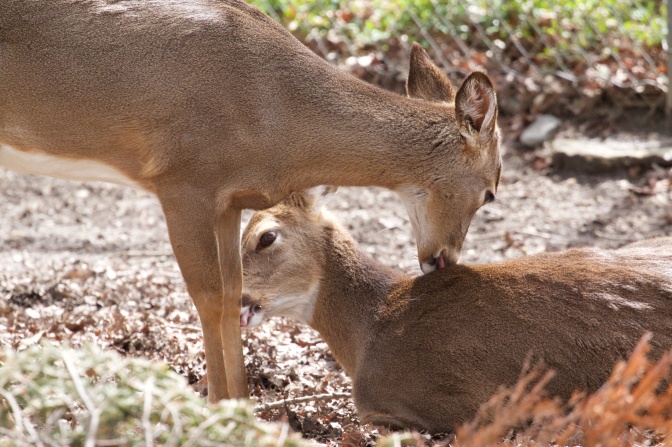 Two deer, licking each other.