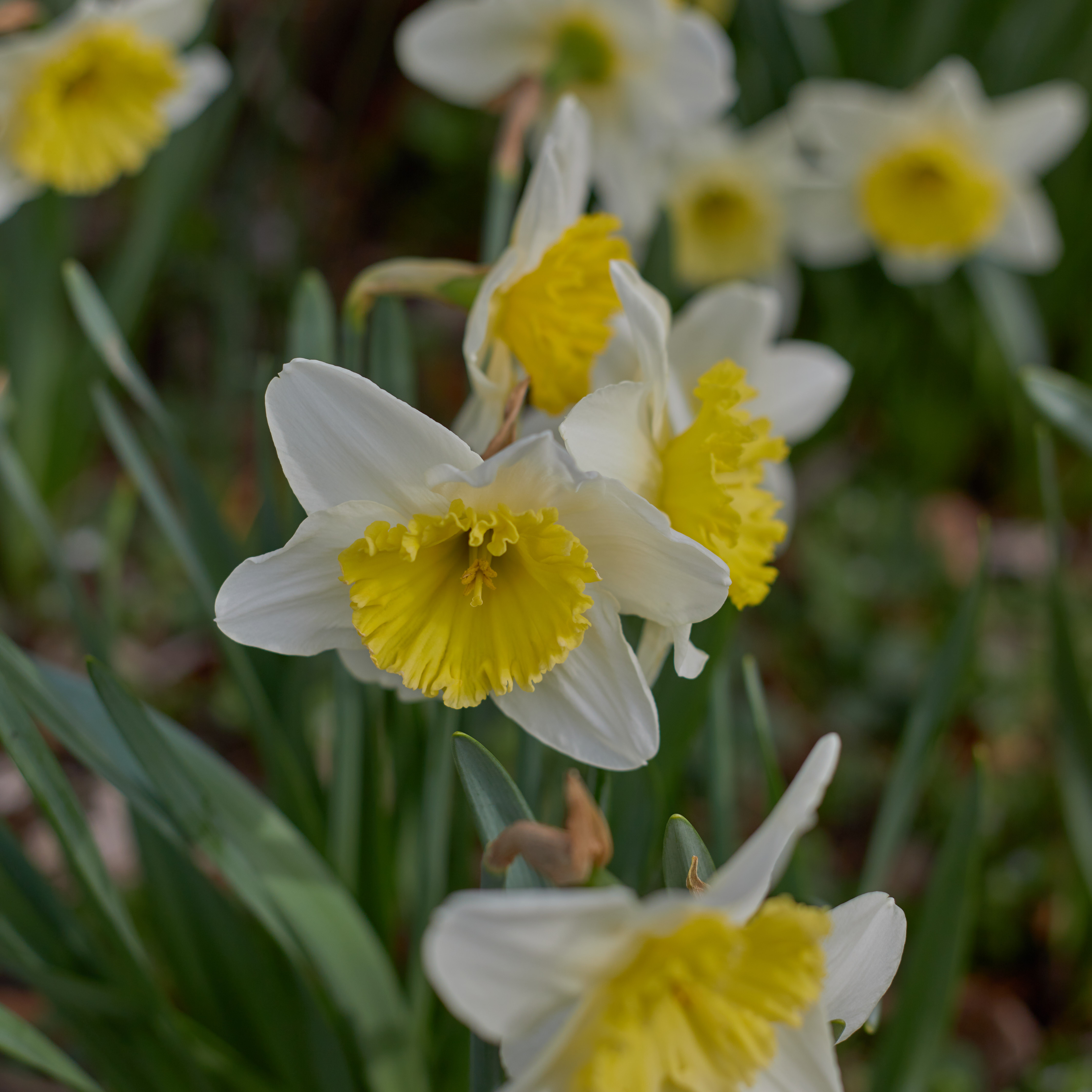 Daffodils in garden.