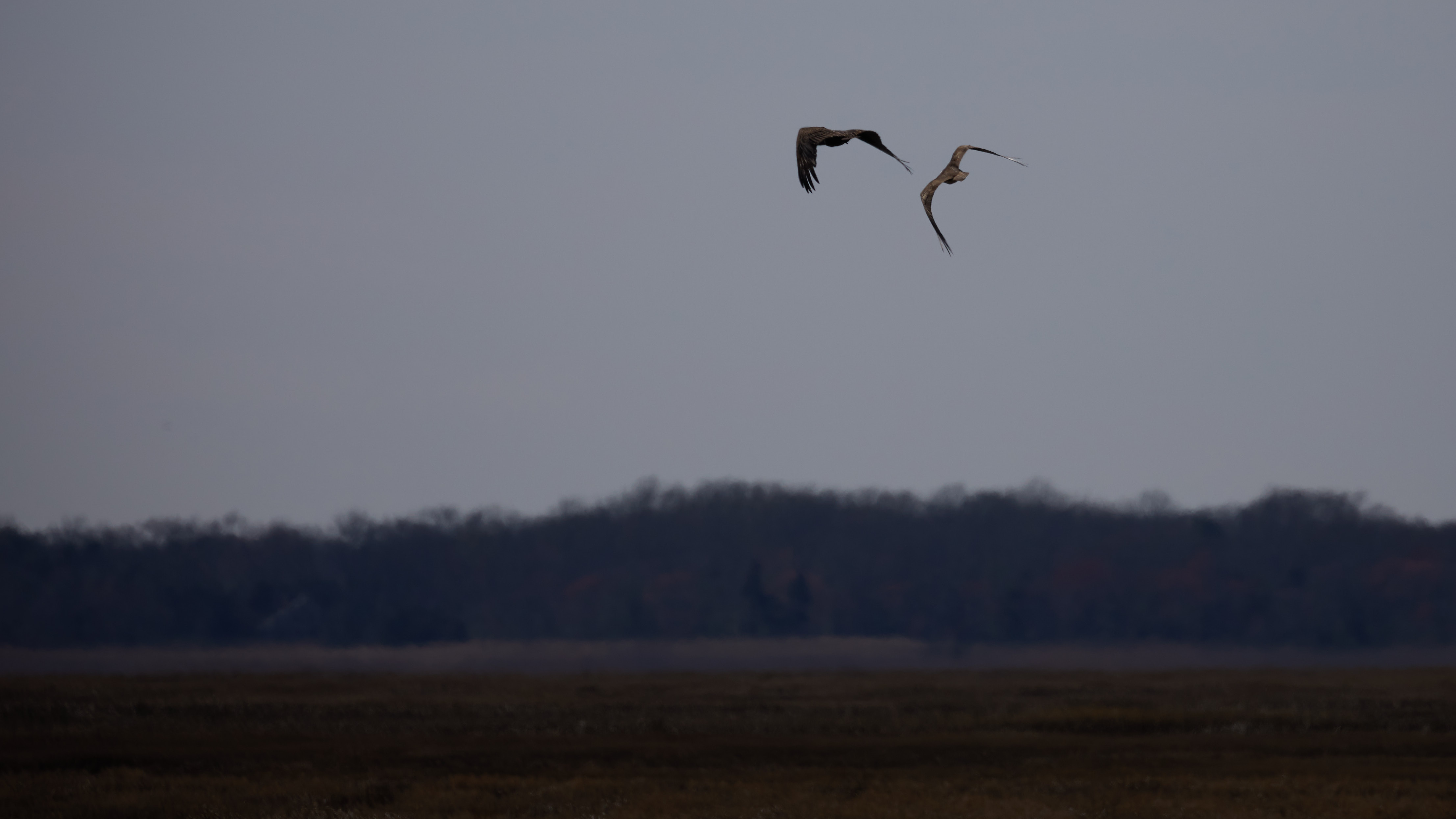 Osprey swooping toward vulture.