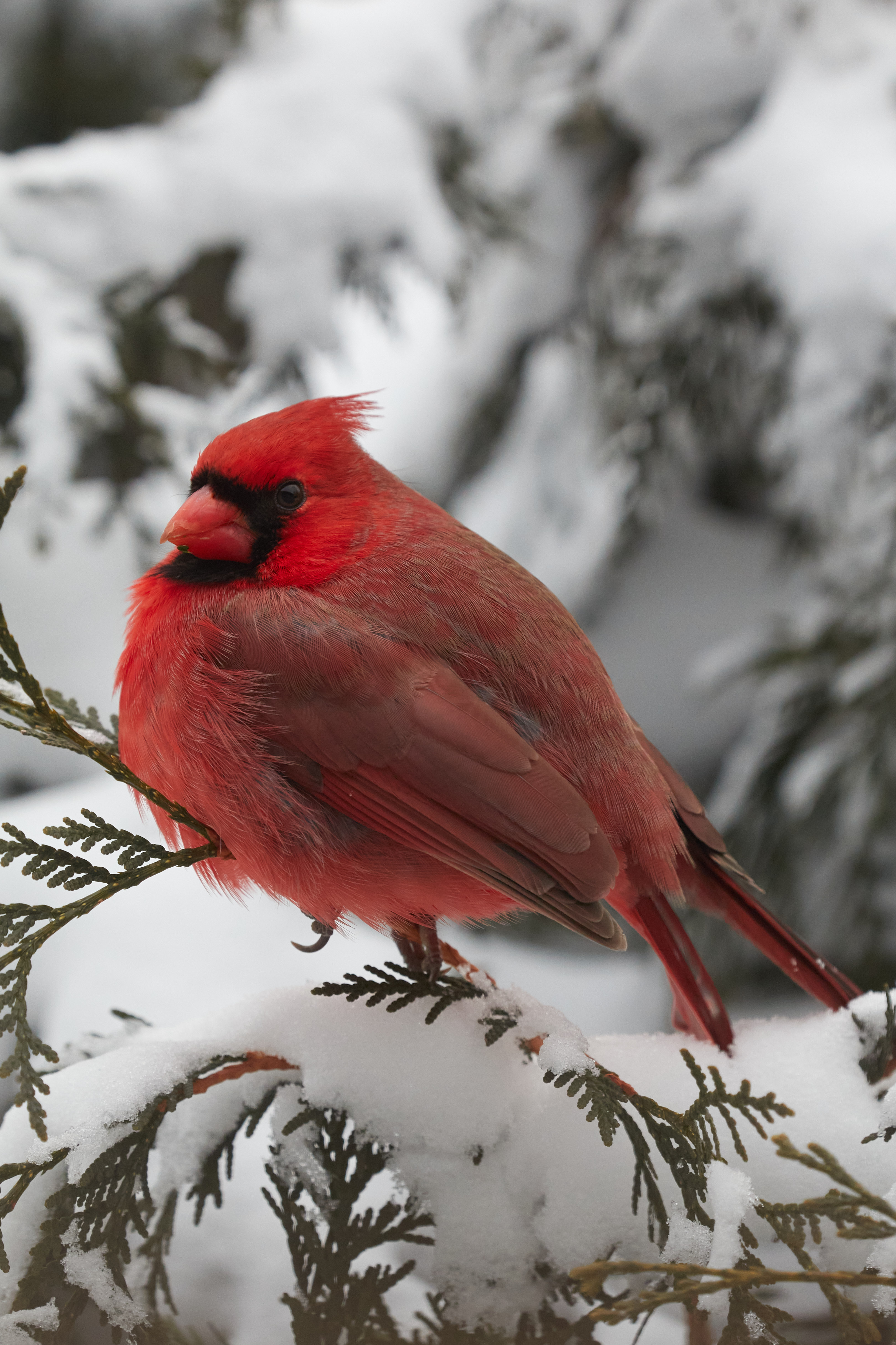 Cardinal sitting on bush branch - the bush is covered in snow.