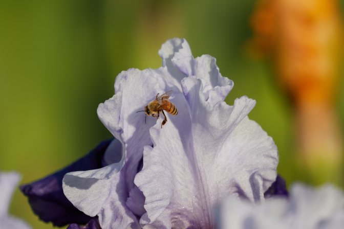 Bee on pink iris.