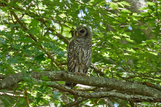 Barred owl in tree.