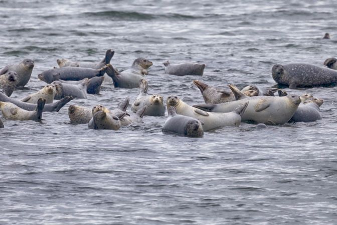 Harbor seals sitting on rocks.